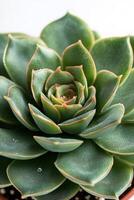 Vibrant succulent close up showcasing its unique colors and patterns in natural lighting photo