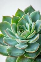 Vibrant succulent close up showcasing its unique colors and patterns in natural lighting photo