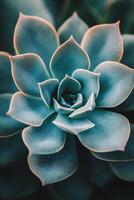 Vibrant succulent close up showcasing its unique colors and patterns in natural lighting photo