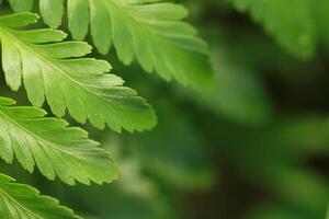 pattern green leaf photo