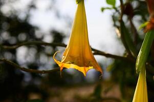 Vivid yellow flower pendant swaying gently in the warm sunlight of a serene garden setting photo