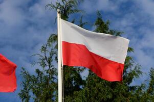 Waving Polish flag against a backdrop of lush evergreen trees under a vibrant blue sky photo
