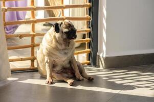 A Relaxed Pug Enjoying the Warm Afternoon Sunlight by a Wooden Gate in a Cozy Indoor Setting photo