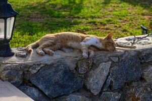 A Serene Orange Cat Basking in the Sunlight on a Rustic Stone Wall in a Peaceful Garden Setting During Afternoon Hours photo