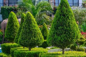 Pristine green topiary trees arranged artistically in a landscaped garden setting on a sunny day photo