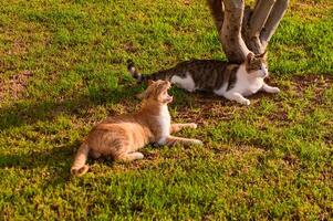 Two Playful Cats Basking Under a Tree on a Sunny Afternoon in a Tranquil Garden Setting photo