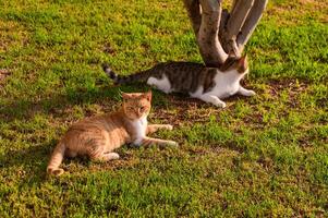 Two Playful Cats Relax Under a Tree on a Sunny Afternoon, Enjoying the Warmth of the Grass in a Peaceful Garden Setting photo