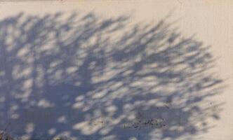 The Intricate Dance of Shadows Cast by Branches Against a Textured Wall in Soft Afternoon Light photo