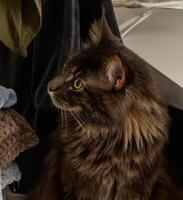 Majestic feline in cozy indoor setting, basking in gentle light at home on a lazy afternoon photo