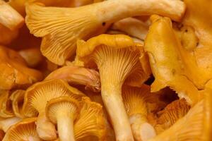 Vibrant cluster of freshly harvested chanterelle mushrooms on display in a rustic market setting photo