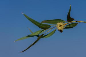 Eucalyptus tree branch adorned with a delicate bloom against a serene blue sky photo