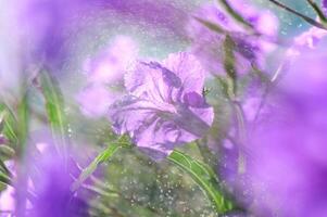 A vibrant display of purple flowers dancing in the sunlight with a backdrop of soft green foliage on a warm spring morning photo
