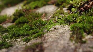 Fresh green moss growing on a stone in spring forest. Creative. Natural background with close up view of green moss. video