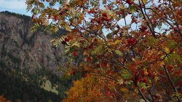 Beautiful autumn mountain ash tree in mountains. Creative. Rowan tree on background of autumn forest and rocky mountain. Mountain vegetation with autumn foliage video