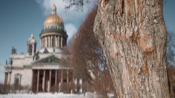 Tree on background of cathedral and people. Action. Picturesque view of tree and cathedral on blurry background. Focus of tree on background of ancient architecture of cathedral and walking people video