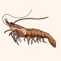 Illustration Hand drawn shrimp or lobster with text for design apparel tattoos or merchandise element vector