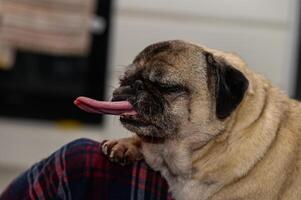 A playful pug licking its lips while resting on its owner's lap in a cozy indoor setting during the afternoon photo