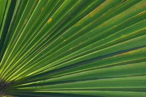 Sunlight streams through vibrant palm leaves, showcasing intricate patterns of green in a tropical setting on a bright afternoon photo