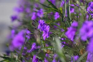 Vibrant purple blooms cascading in a sunlit garden, creating a lush tapestry of color and life during the warm afternoon photo