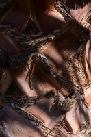 Intricate textures of a palm tree trunk illuminated by soft sunlight in a serene natural setting photo