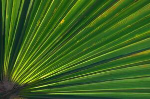 Radiant green palm frond captured in natural light, showcasing intricate patterns and textures amidst a tropical landscape photo