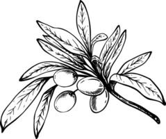 Olive tree branch with leaves and berries fruit Black ink line art hand drawn illustration. Botanical clipart for food menu design, greeting card, product label Isolated artwork from background vector