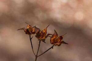 Delicate dried seed pods on a thin stem against a softly blurred background at dusk in a natural setting photo