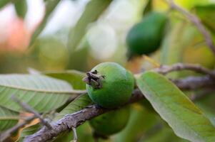 Guava, Close-up of Fruit Growing on Tree photo