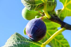Figs on the branch of a fig tree photo
