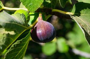 Close-up of ripe figs on tree branch with green leaves photo