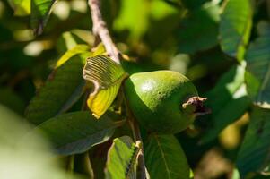 Guava, Close-up of Fruit Growing on Tree photo