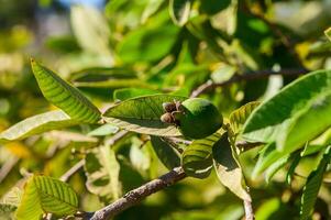 Guava, Close-up of Fruit Growing on Tree photo