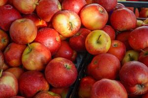 Many piles of apple in the bucket located in the market which shows the freshness of apples. photo