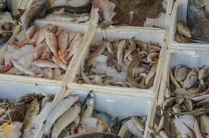 Fresh seafood display at a local market showcasing a variety of fish on ice in the afternoon photo