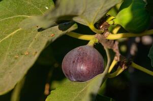 Close-up of a fig on tree photo