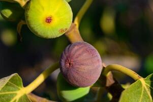 figs on a fig tree branch with leaves photo
