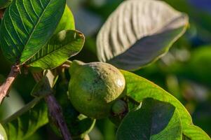 Guava, Close-up of Fruit Growing on Tree photo