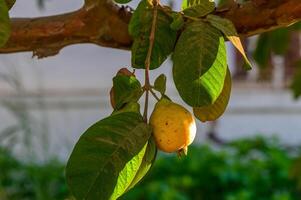Guava, Close-up of Fruit Growing on Tree photo