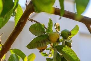 Guava, Close-up of Fruit Growing on Tree photo