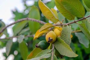 Guava, Close-up of Fruit Growing on Tree photo
