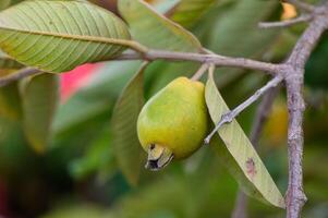 Guava, Close-up of Fruit Growing on Tree photo