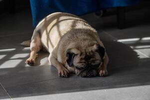 A sleepy pug rests peacefully on the warm floor, basking in sunlight filtered through a window on a tranquil afternoon photo