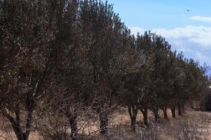 A serene line of olive trees swaying gently in the breeze under a bright sky on a peaceful afternoon photo