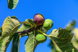 Ripening figs on a vibrant tree branch against a clear blue sky during late summer in a tranquil garden setting photo