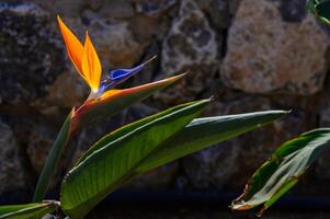 A vibrant bird of paradise flower brightens a stone wall with its stunning colors and lush green leaves under the warm sun photo