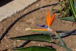 Vibrant bird of paradise flower blooms amidst earthy tones, showcasing its unique colors and shapes in a sunlit garden photo