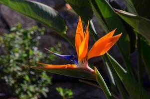 Vibrant bird of paradise flower blooms amidst lush greenery in a sunlit garden setting photo