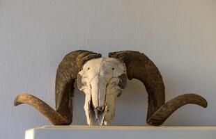Head of a dead ram with twisted horns on a white background photo