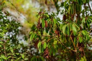 A close-up of vibrant green leaves and fruit clusters on a tree in a lush nature setting during daylight hours photo