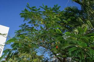 Vibrant green tropical tree reaching toward the clear blue sky on a sunny day in an urban setting. photo